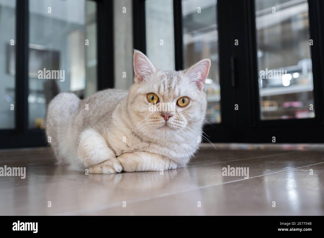 El gato británico shortair, color plata-chocolate está sentado y  descansando en el suelo de madera de la casa Fotografía de stock - Alamy