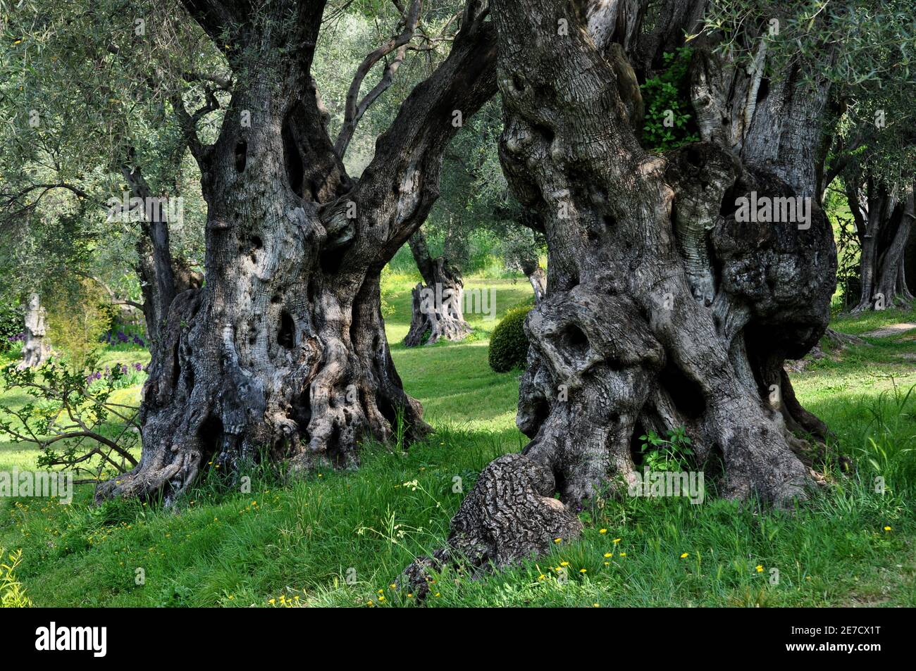 Francia, Cagnes sur Mer, en el hermoso parque de la casa Auguste Renoir son árboles de oliva de cien años de antigüedad con troncos nudosos muy imponente. Foto de stock