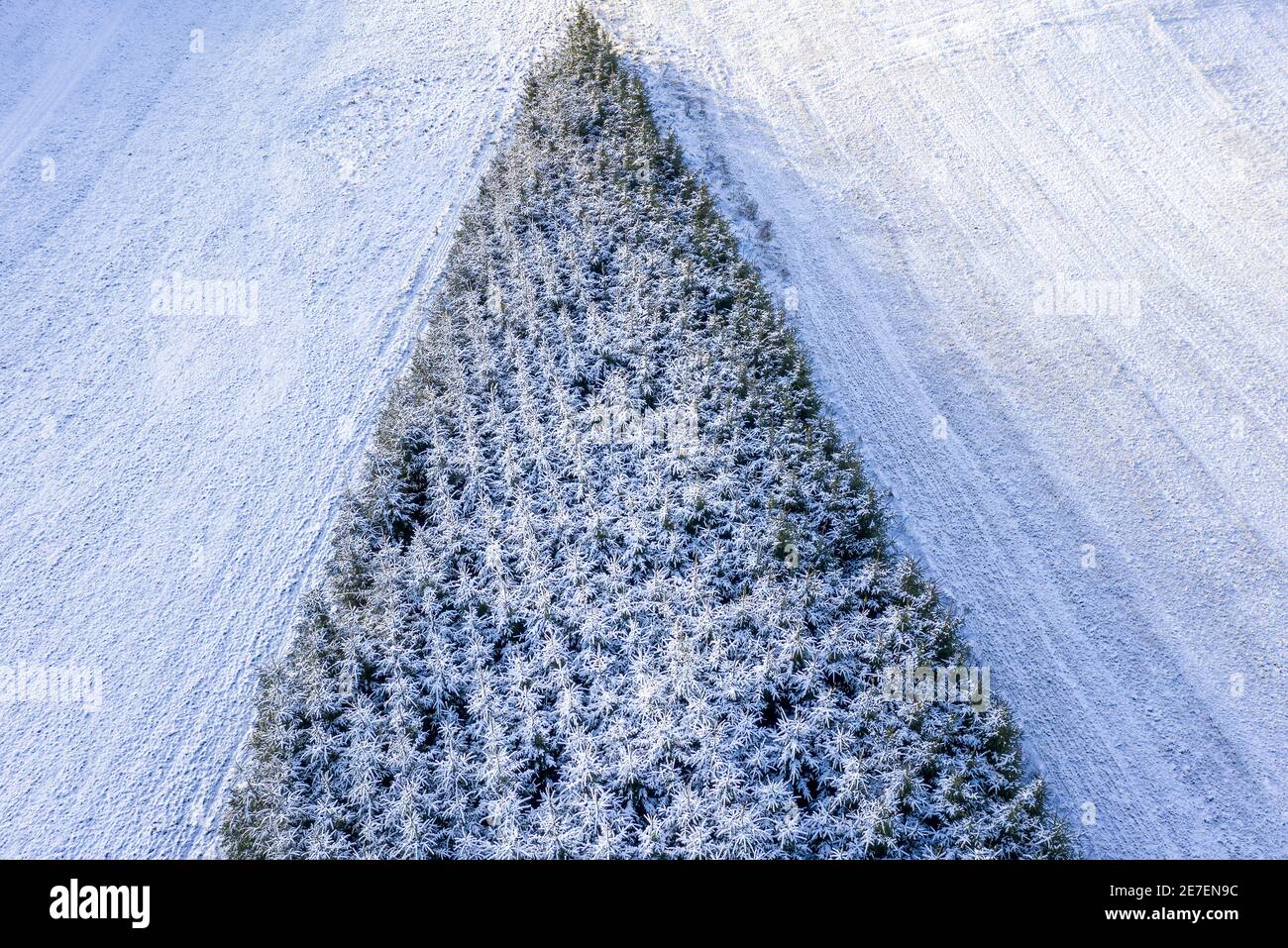Los árboles de Navidad cubiertos de nieve Foto de stock