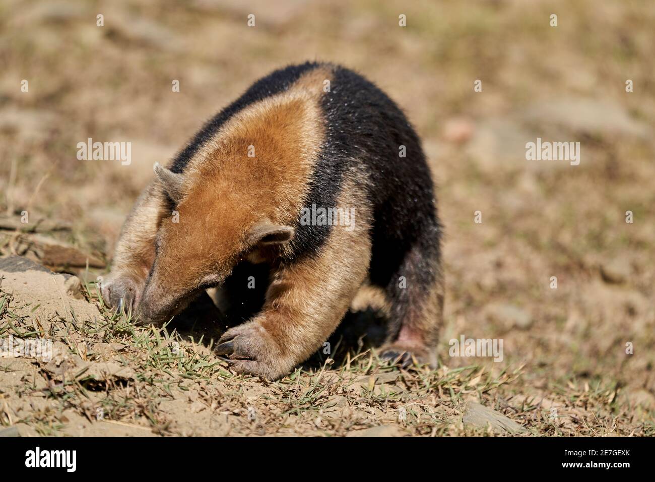 tamandua meridional, Tamandua tetradactyla, también anteruador o anteruador menor, es una especie de anteruador de América del Sur, forrajeando en un prado Foto de stock