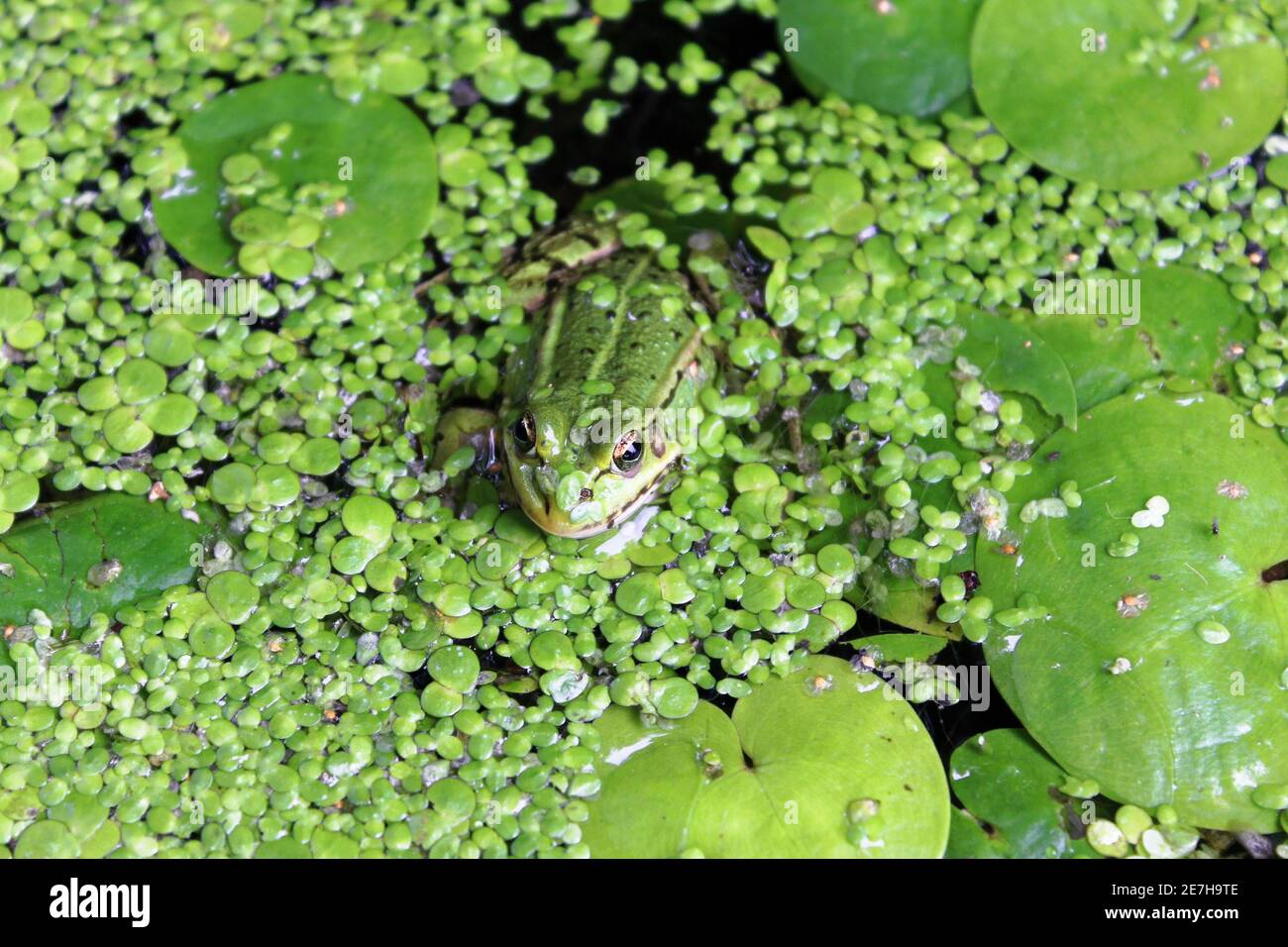 Rana verde (Rana clamitans) en un estanque rodeado de maleza Foto de stock