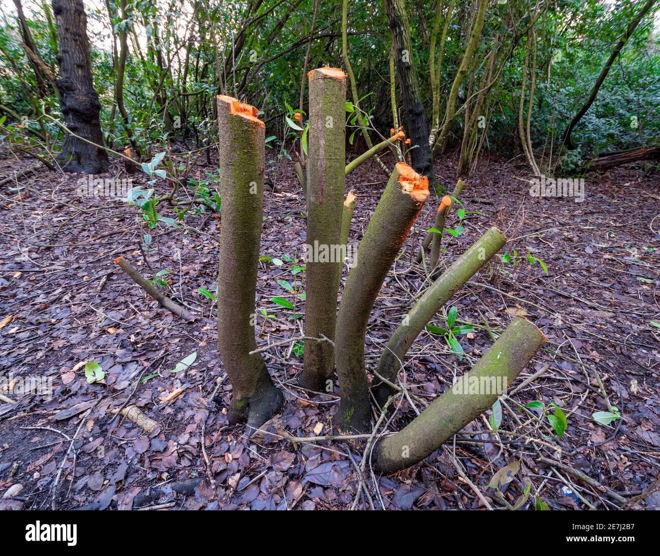 Laurel de copeping (con pintura de poda aplicada) Un método tradicional de  gestión de los bosques mediante la tala de ramas a. animar nuevos brotes de  las raíces Fotografía de stock -