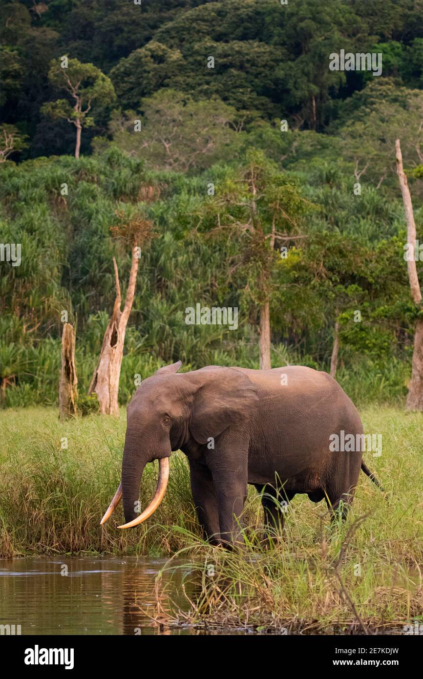 Elefante forestal africano (Loxodonta cyclotis) macho, Akaka, Parque Nacional Loango, Gabón. Foto de stock