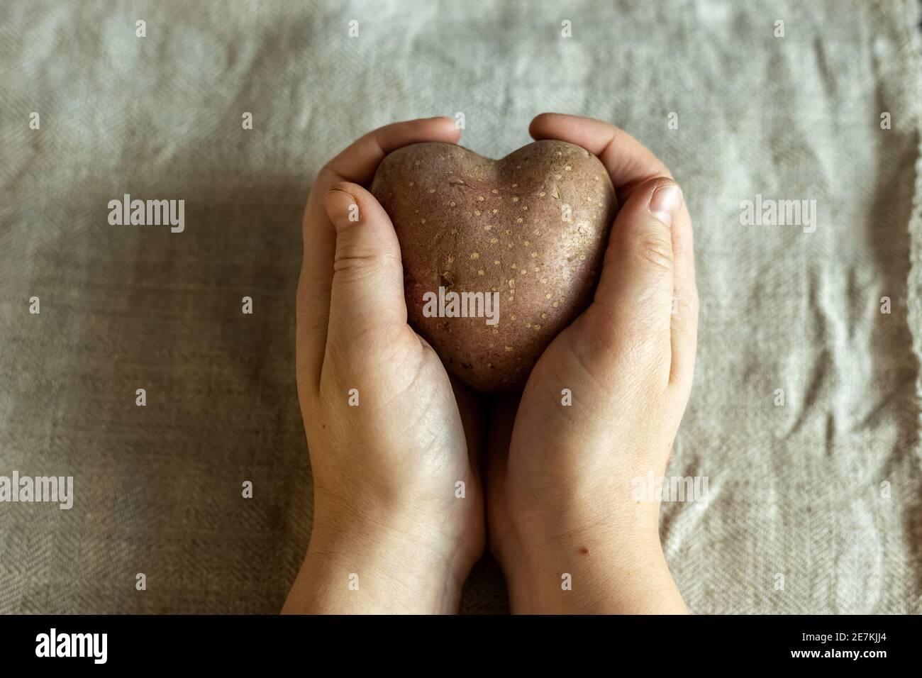 Manos femeninas sosteniendo patatas vegetales feas en forma de corazón sobre un fondo de tela de lino Foto de stock