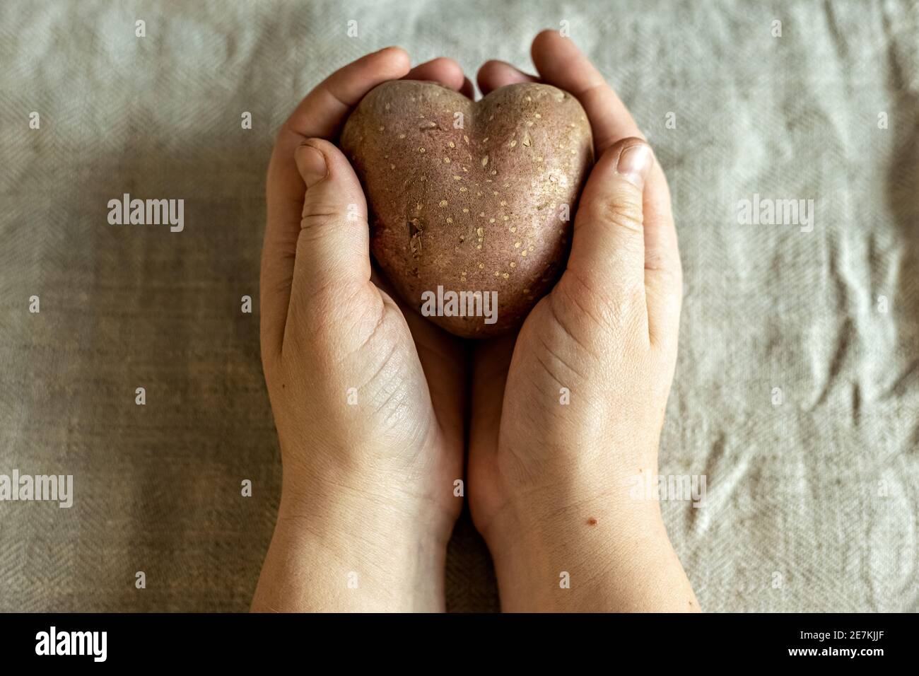 Manos femeninas sosteniendo patatas vegetales feas en forma de corazón sobre un fondo de tela de lino Foto de stock