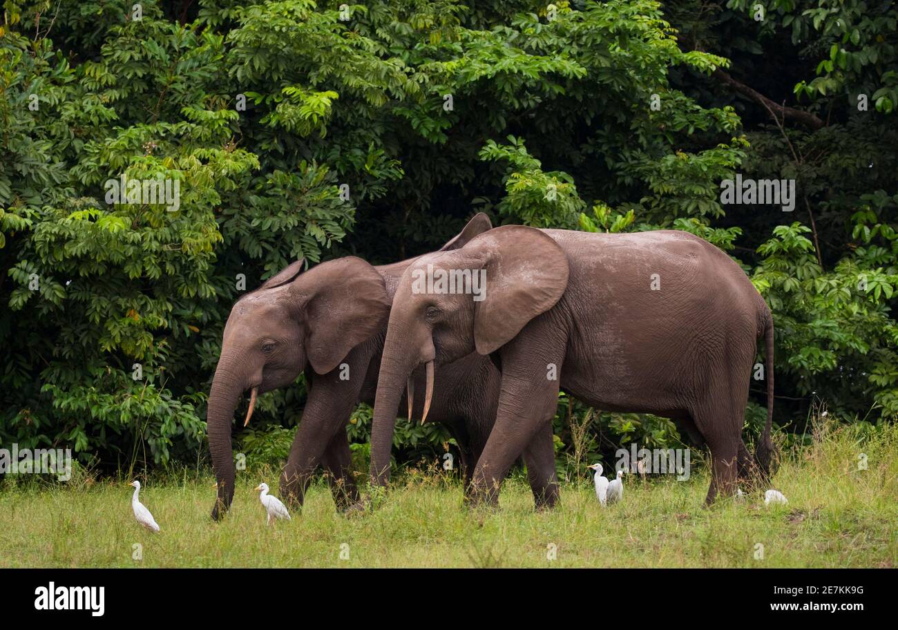 Elefantes forestales africanos (Loxodonta cyclotis) con Garza de ganado (Bubulcus ibis), Parque Nacional Loango, Gabón. Foto de stock