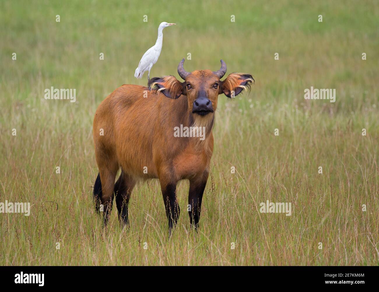 Bosque Africano o Búfalo de Dwarf (Syncerus caffer nanus) con ganado Egret (Bubulcus ibis) en la espalda, Parque Nacional Loango, Gabón, África central. Foto de stock
