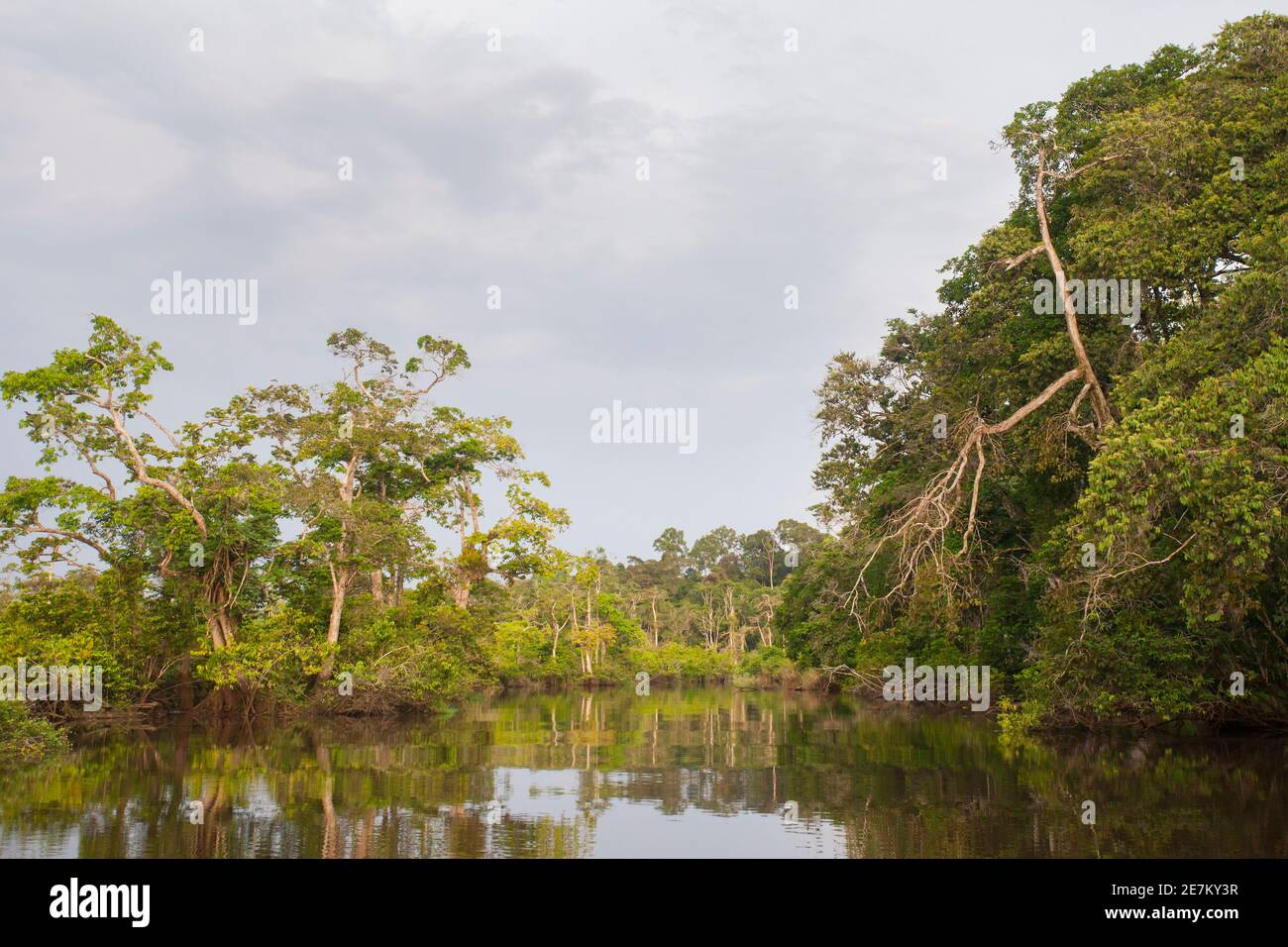 Bosque tropical a lo largo del río Rembo Ngowe, Akaka, Parque Nacional Loango, Gabón. Foto de stock