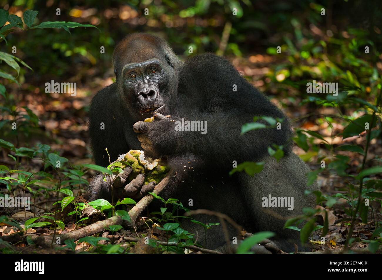 Gorila de tierras bajas del oeste (gorila gorila gorila) de plata llamado Kamaya comer fruta, parte del grupo Atanga, Parque Nacional Loango, Gabón, central Foto de stock