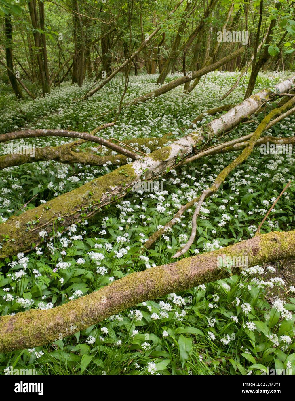 Ajo salvaje (Allium ursinum) West Sussex, Reino Unido. Mayo Foto de stock