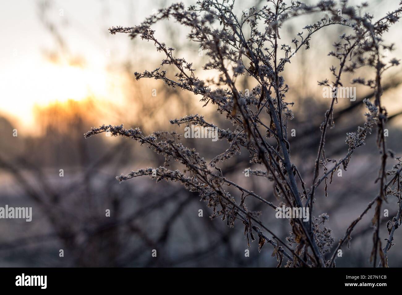Wintermorgen Foto de stock