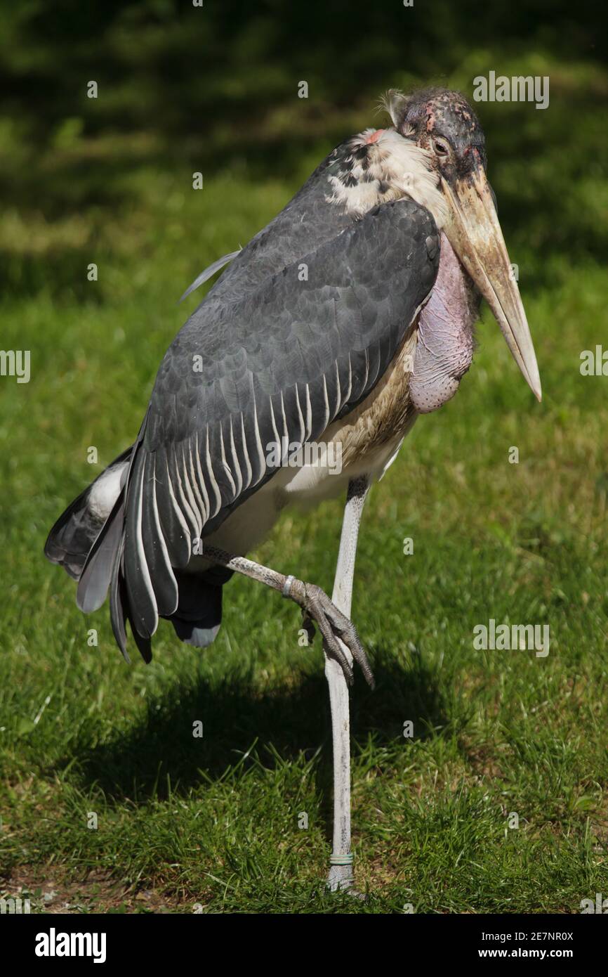 Marabou stork (Leptoptilos crumenifer). Aves silvestres africanas. Foto de stock