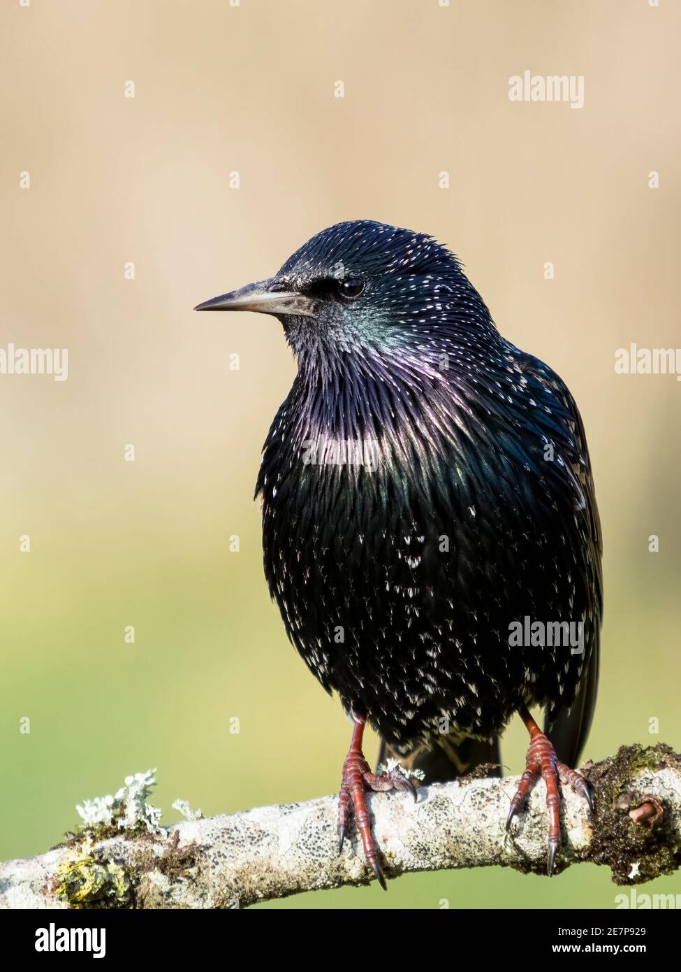Starling forrajeo en un frío día de invierno en el centro de Gales Foto de stock