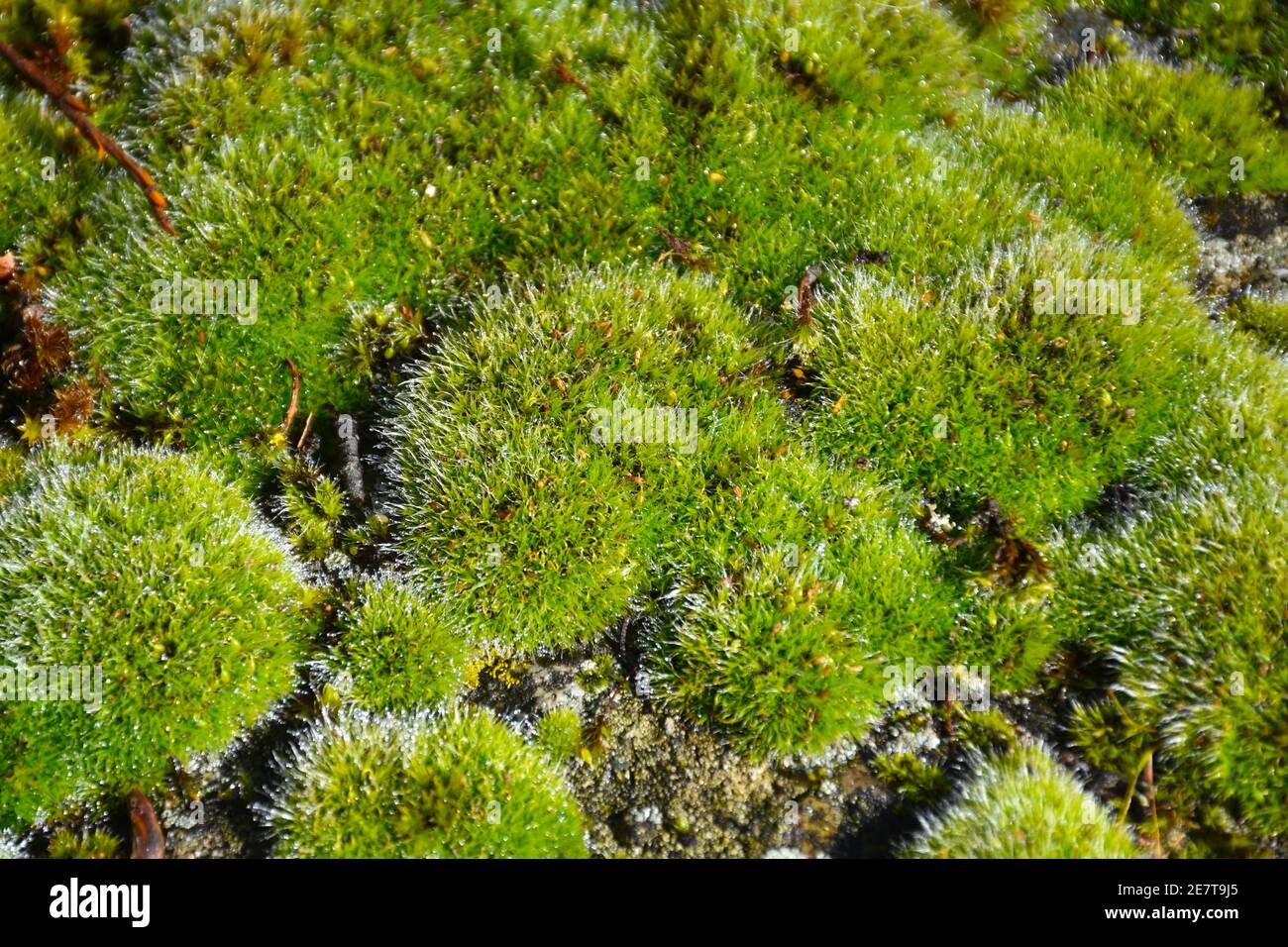 Musgo verde (Bryophyta sensu stricto). Situado a orillas del río Cidacos, España. Foto de stock