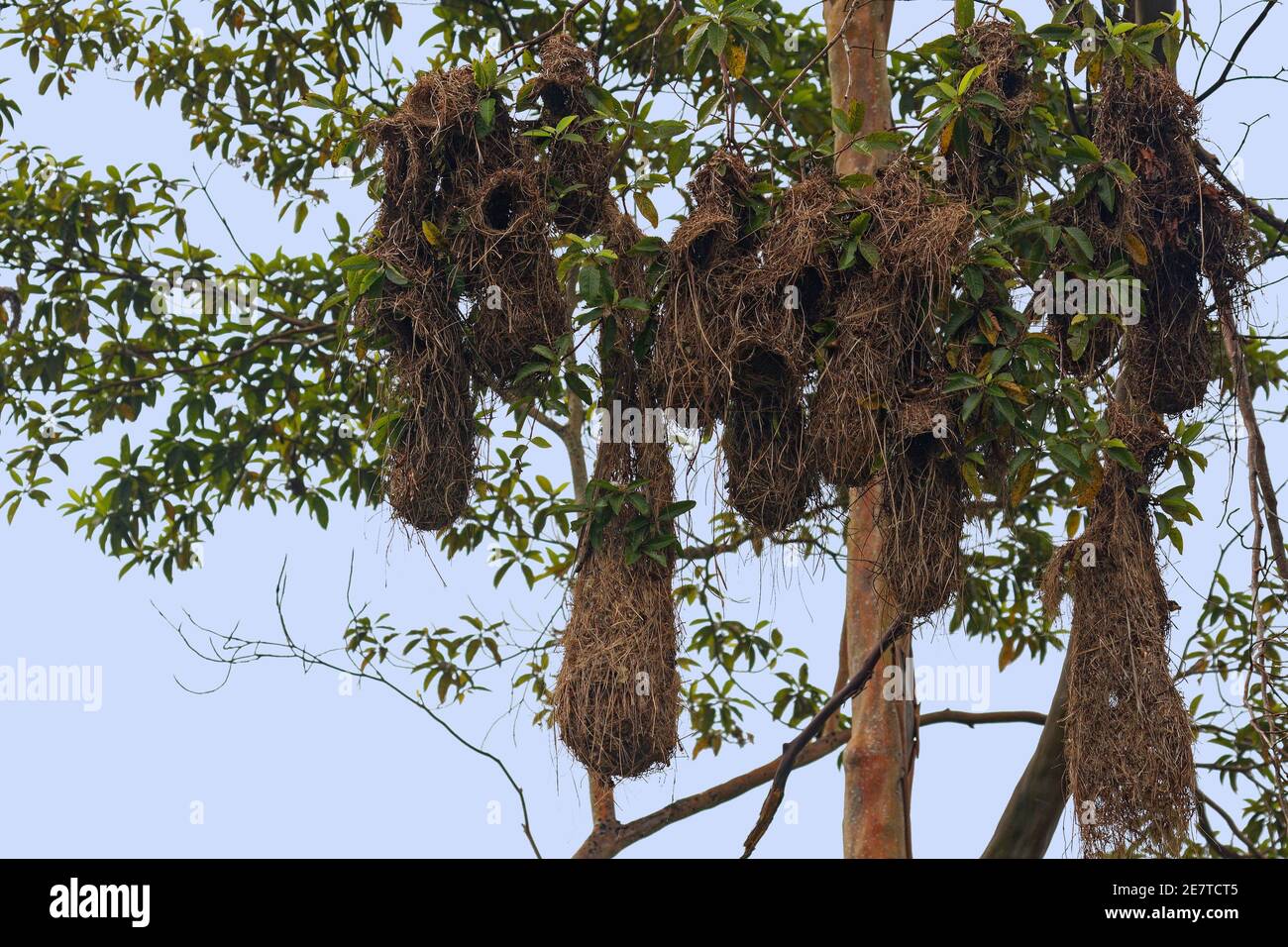 Muchos nidos colgantes de oropendola, árbol, seguridad de aves, sacos  intrincadamente tejidos, hábitat, naturaleza, vida silvestre, América del  Sur, Bosque Tropical Amazónico, Ecua Fotografía de stock - Alamy