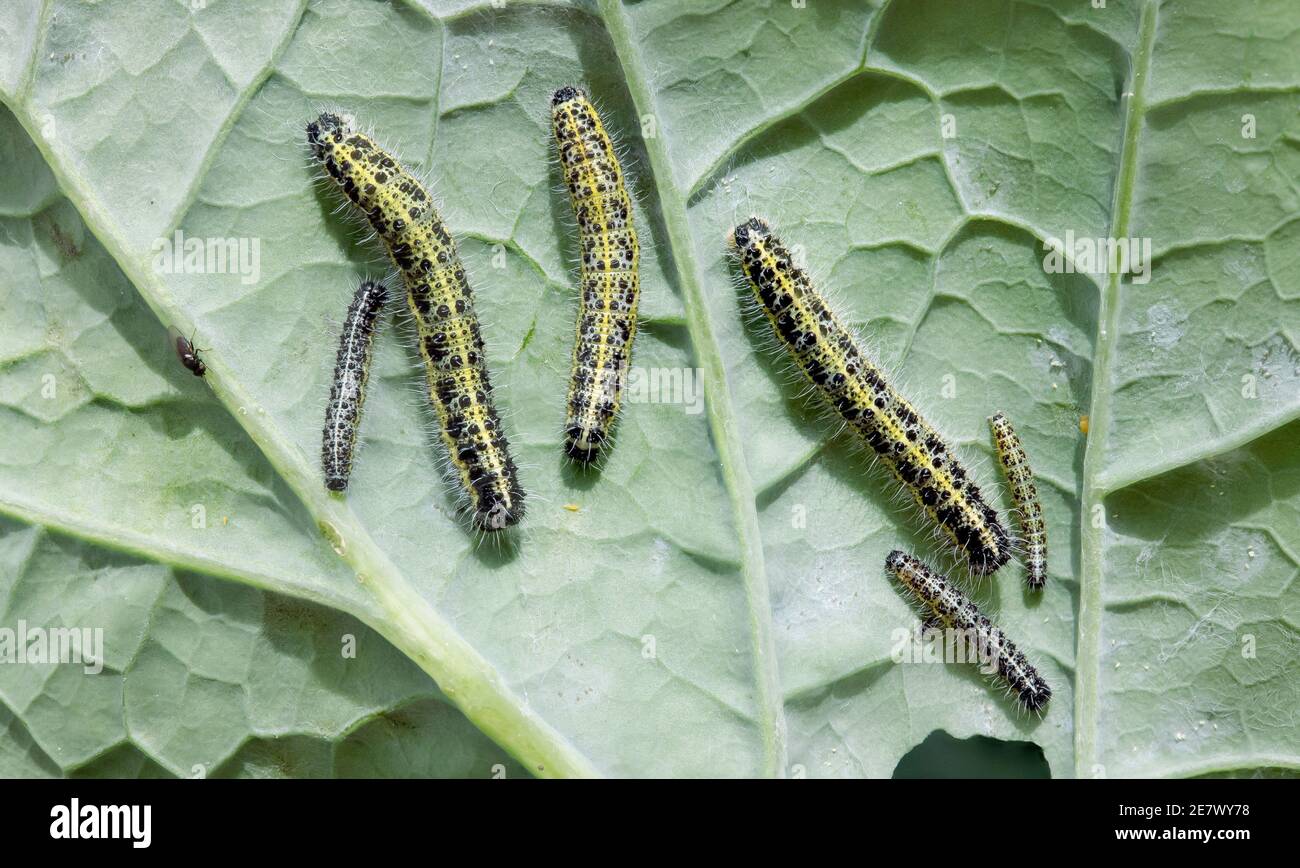 Grupo de grandes caterpilones de mariposa blanca de repollo (Pieris Brassicae) En una hoja de brassica de rabino kohl en un jardín del Reino Unido Foto de stock
