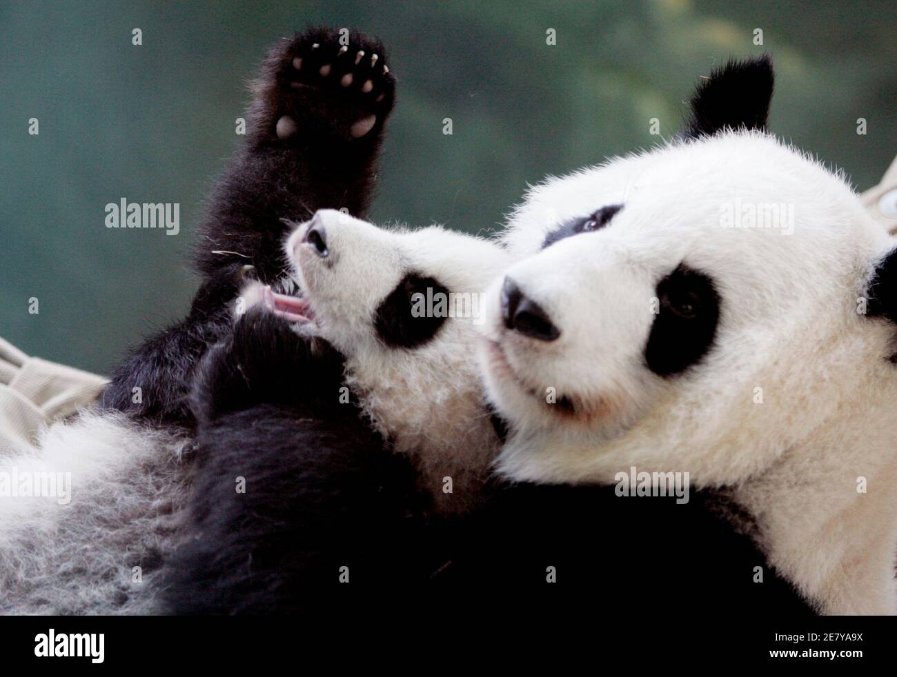 Gigante Panda cub Mei LAN se enamora en una hamaca tejida con su madre Lun  Lun (R) después de negarse a salir a su hábitat exterior en el Zoo Atlanta,  Georgia 28