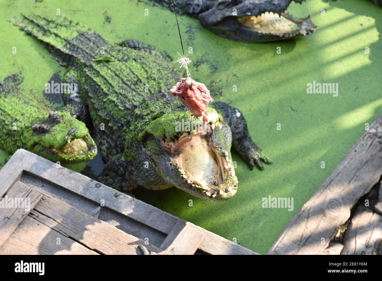 Samut Prakan, Tailandia. 30 de enero de 2021. Un cocodrilo come una canal  de pollo a un turista. Enviado a comer en la granja de cocodrilos de  Samutprakarn y el zoológico el