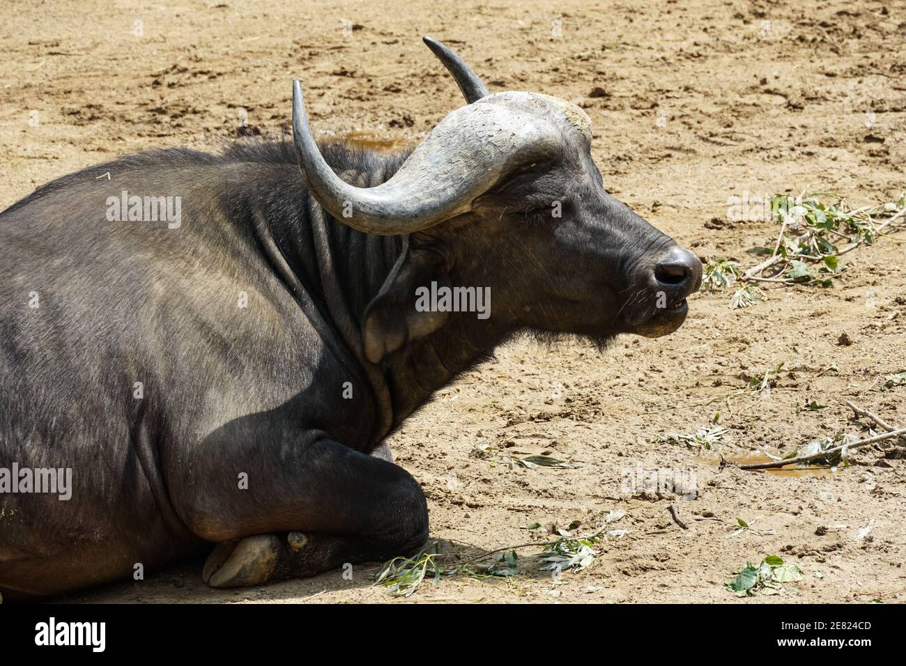 Búfalo de cabo, Syncerus caffer subespecie de búfalo africano Syncerus caffer Foto de stock