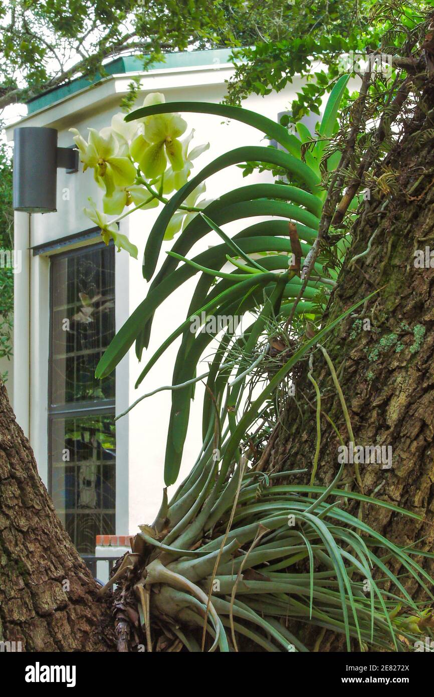 Orquídeas Vanda de color verde pálido y una planta de aire que crece en un  roble en Miami, Florida Fotografía de stock - Alamy