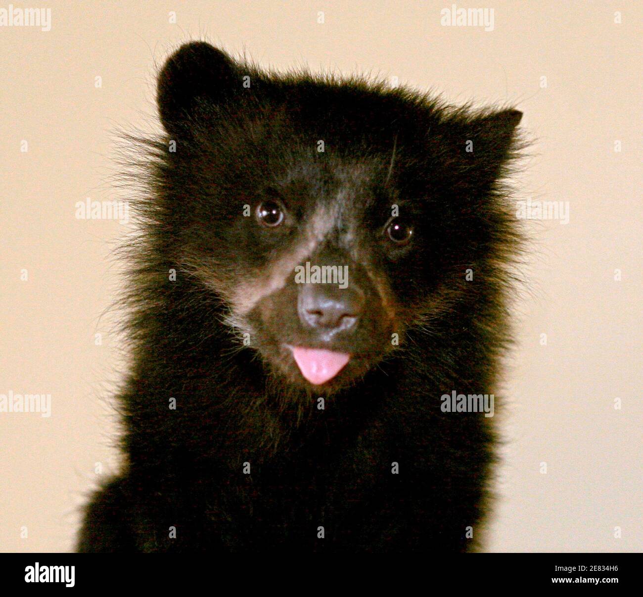 Un cachorro de oso andino es visto en el salón de un activista por los derechos los animales la Paz el 9 de noviembre de 2007. cachorro de oso