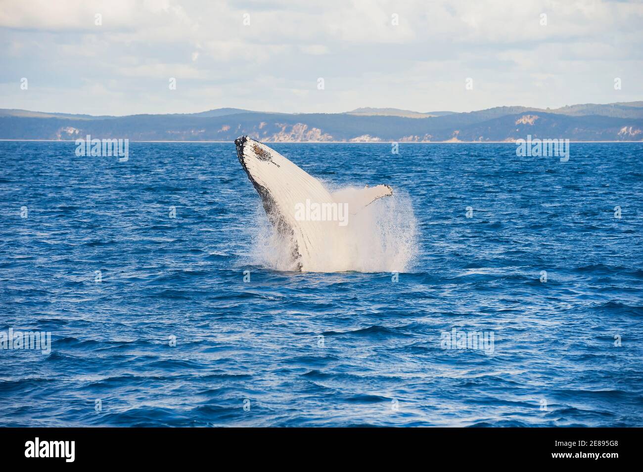 La ballena jorobada (Megaptera novaeangliae) Infracción, Hervey Bay, Queensland, Australia Foto de stock