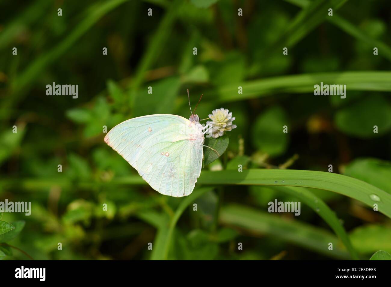 Mariposa de limón emigrante visitando gomphrena blanca Foto de stock