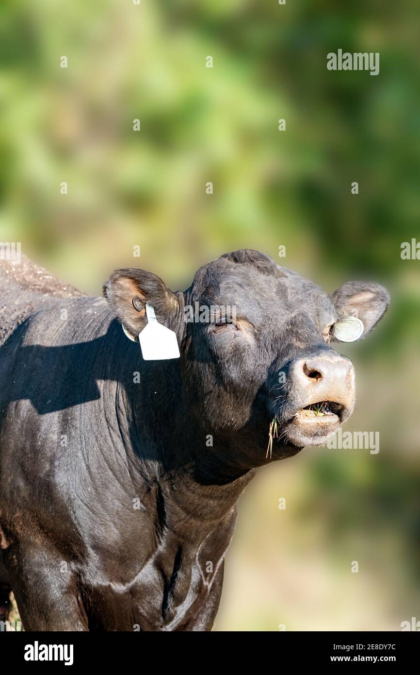 Negro Angus vaca bellowing con un fondo gaussiano de blur verdes Foto de stock