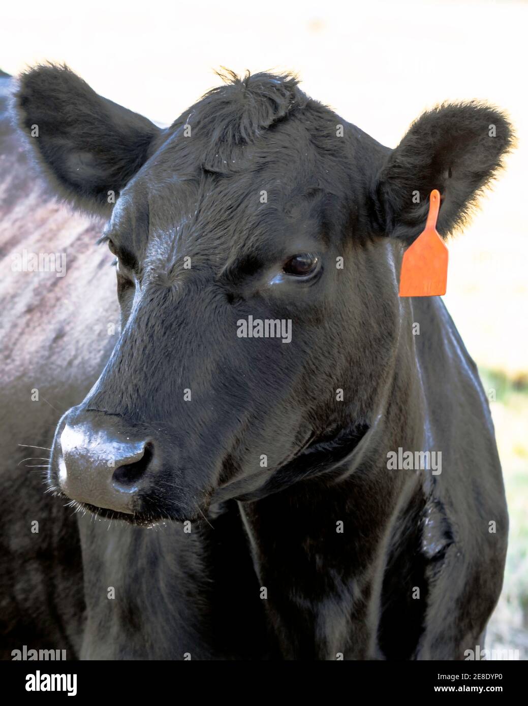 Cabeza de vaca Angus con etiqueta de oreja roja girada a la izquierda Foto de stock