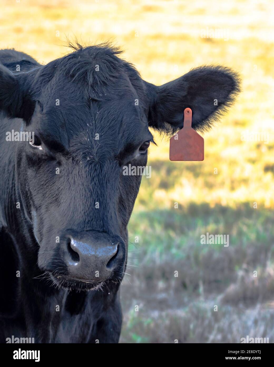 Cabeza de vaca Angus negra a la izquierda Foto de stock