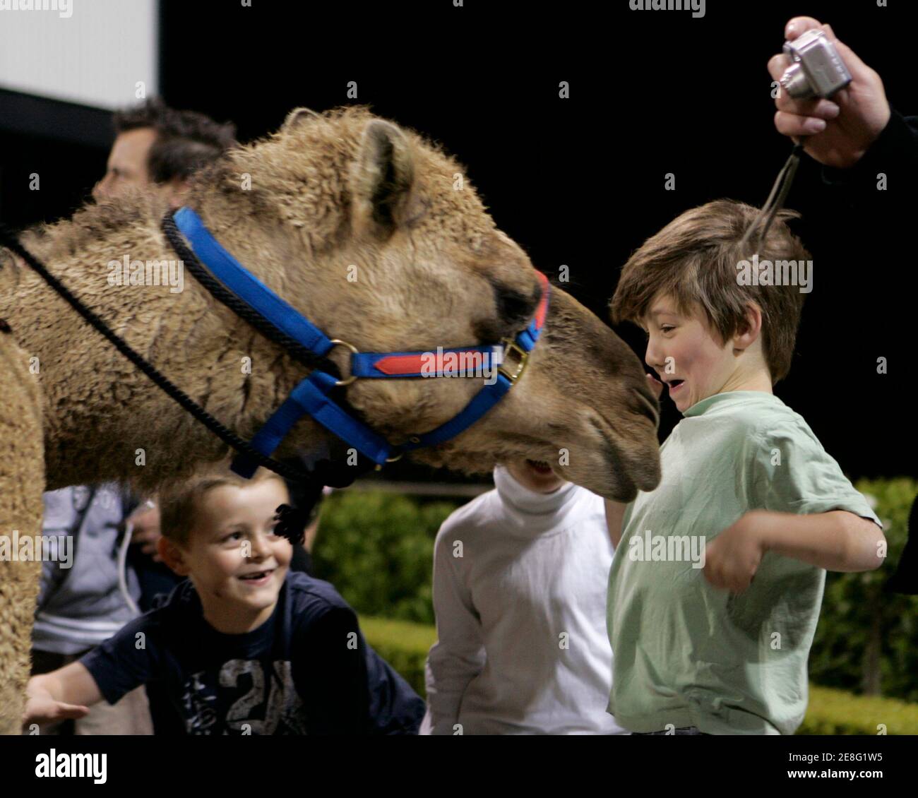 Un niño reacciona mientras un camello de carreras se acerca a él antes de una carrera de camellos en Harold Park Paceway en Sydney el 12 de octubre de 2007. Las carreras se llevaron a cabo en un intento de aliviar la pérdida de millones de dólares en la industria de las carreras de caballos debido a una prohibición indefinida impuesta por los funcionarios de la ciudad debido al primer brote de gripe equina en Australia en agosto. REUTERS/will Burgess (AUSTRALIA) Foto de stock