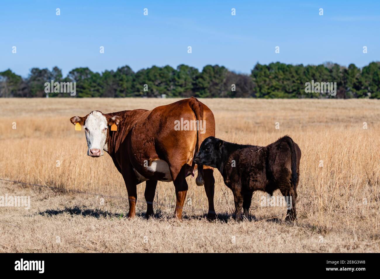 Vaca Simmental roja y blanca entrecruzada con un becerro negro Angus entrecruzado mirando hacia atrás la cámara mientras está de pie en una pastura marrón dormida. Foto de stock