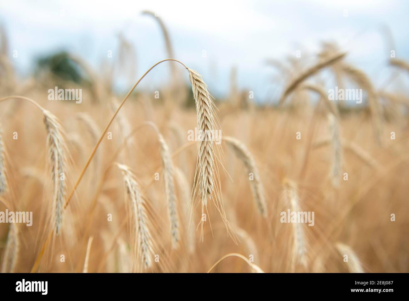 Orejas de maíz en un campo, centeno (Secale cereale L.) Petkuser paja corta, cultivo agrícola tradicional, Museo al aire libre Domaene Dahlem, Berlín Foto de stock