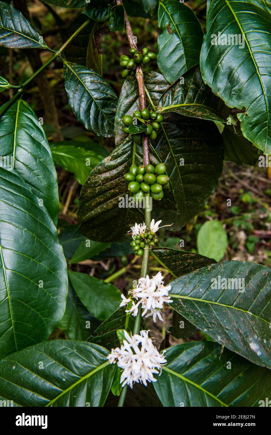 Cerca de granos de café (Rubiaceae) en una plantación de café en la selva de Santo Tomé, Santo Tomé y Príncipe, océano Atlántico Foto de stock