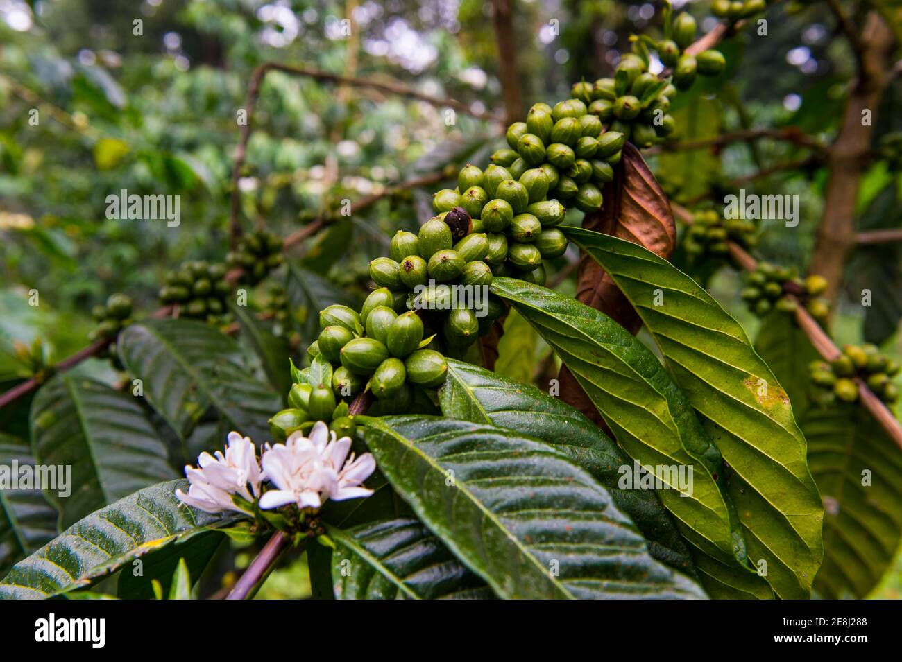 Cerca de granos de café (Rubiaceae) en una plantación de café en la selva de Santo Tomé, Santo Tomé y Príncipe, océano Atlántico Foto de stock