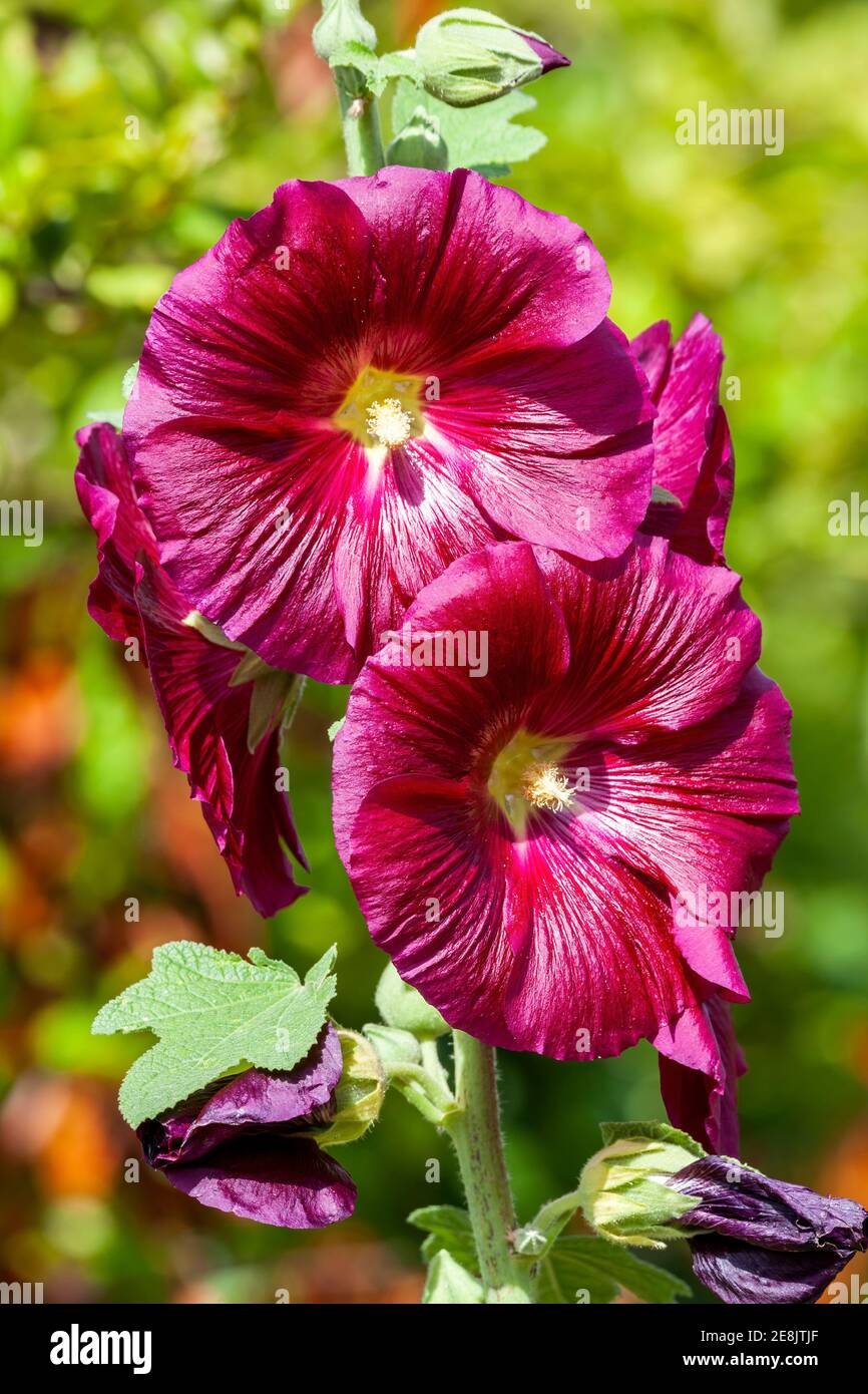 Alcea 'Burgundy Towers' (althaea rosea) una planta de flores altas  comúnmente conocida como Hollyhock con una flor roja oscura durante la  temporada de primavera y verano Fotografía de stock - Alamy