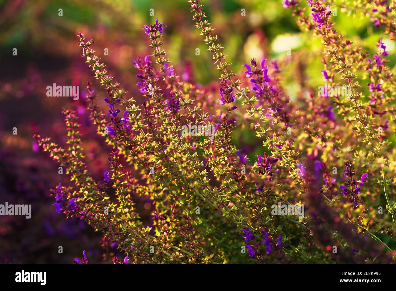 Plantas de salvia de salvia púrpura a la luz del atardecer el día de verano en gardenn Foto de stock