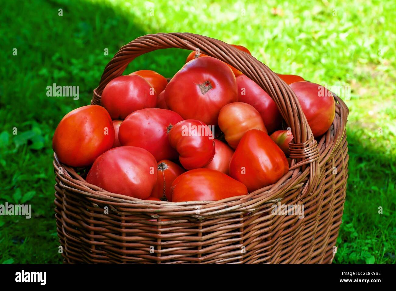 Tomates rojos grandes maduran en una cesta de mimbre de madera marrón recién cosechado del jardín orgánico en verano Foto de stock