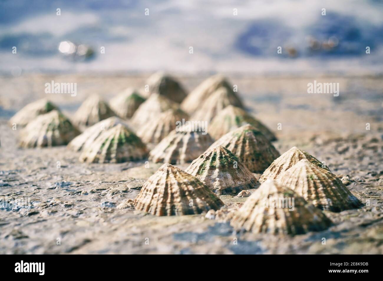 Grupo de cáscaras de caracol limpet pegadas en rocas con borrosas antecedentes Foto de stock