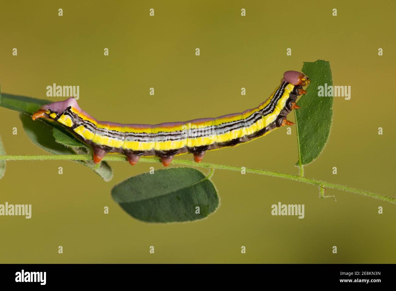 Leguminosa Occidental prominente día de la larva de la Moth 21, Dasilophia seriata, Notododóntidae. Longitud 45 mm. Alimentándose de la langosta de Nuevo México, Robinia neomexicana. Formado Foto de stock