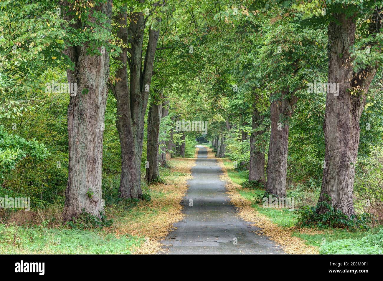 En otoño, el pequeño camino que conduce a través de la magnífica avenida arbolada está enmarcado por las hojas amarillas de los árboles. Foto de stock