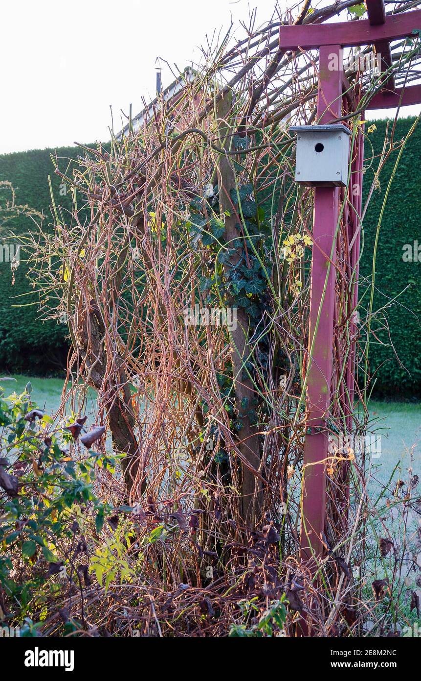 Las plantas trepadoras caducas en invierno revelan la estructura de madera de Una caja de anidación de arco y pájaro en un jardín inglés En el Reino Unido Foto de stock