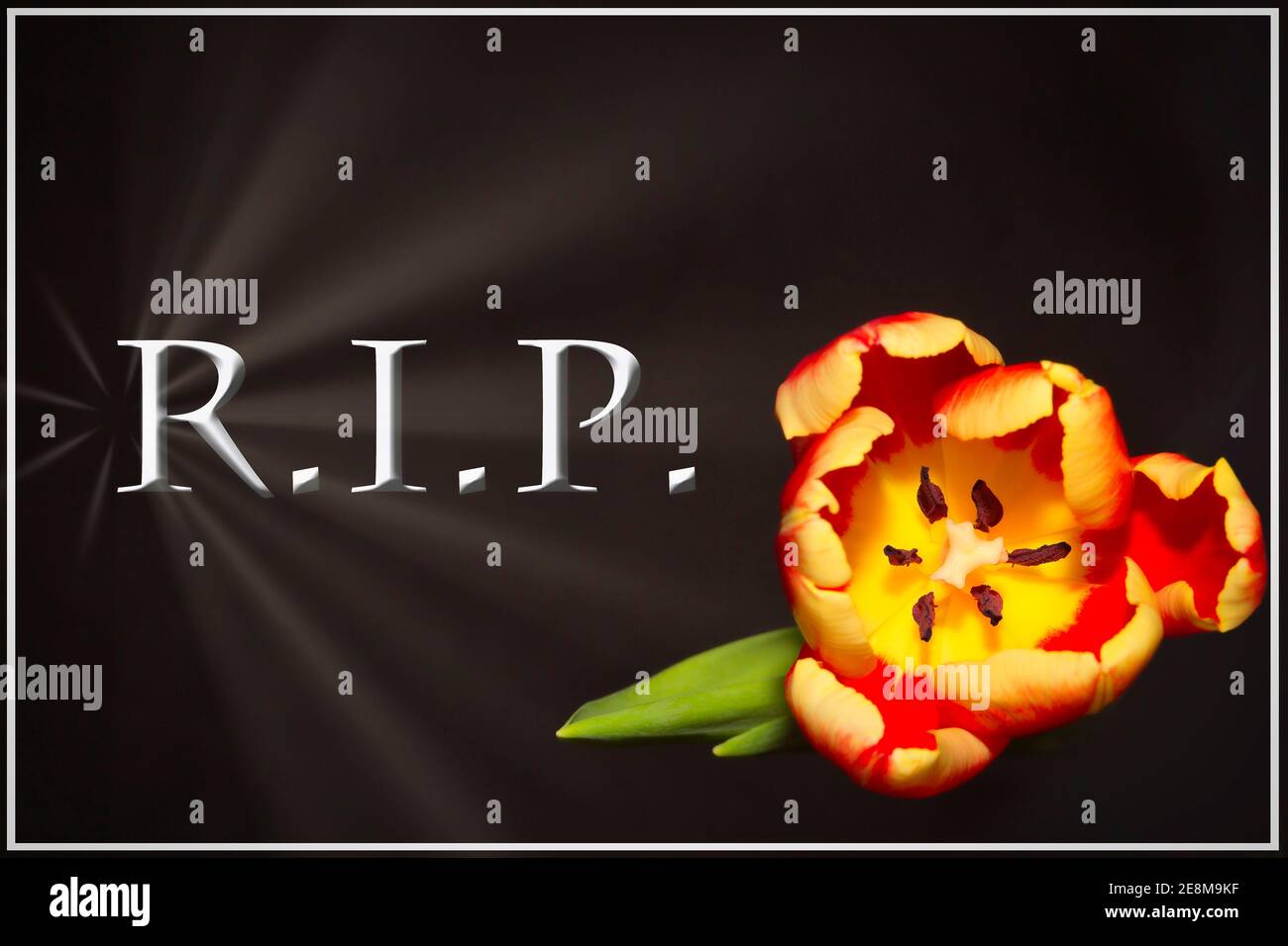 RIP, tulipán, descanso en paz, Foto de stock