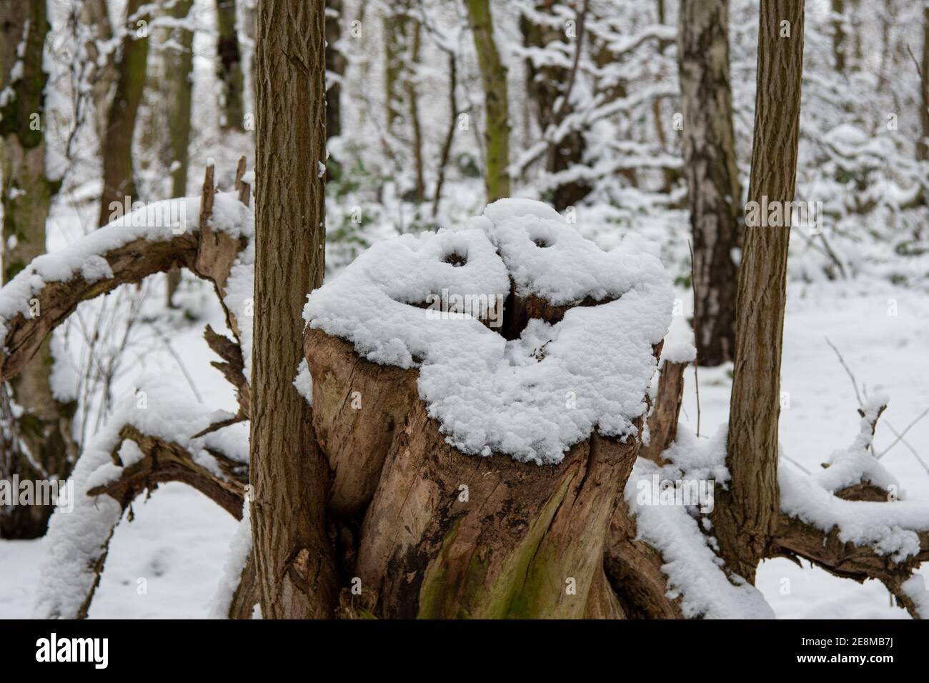 Árbol cubierto con una sonrisa de nieve Foto de stock
