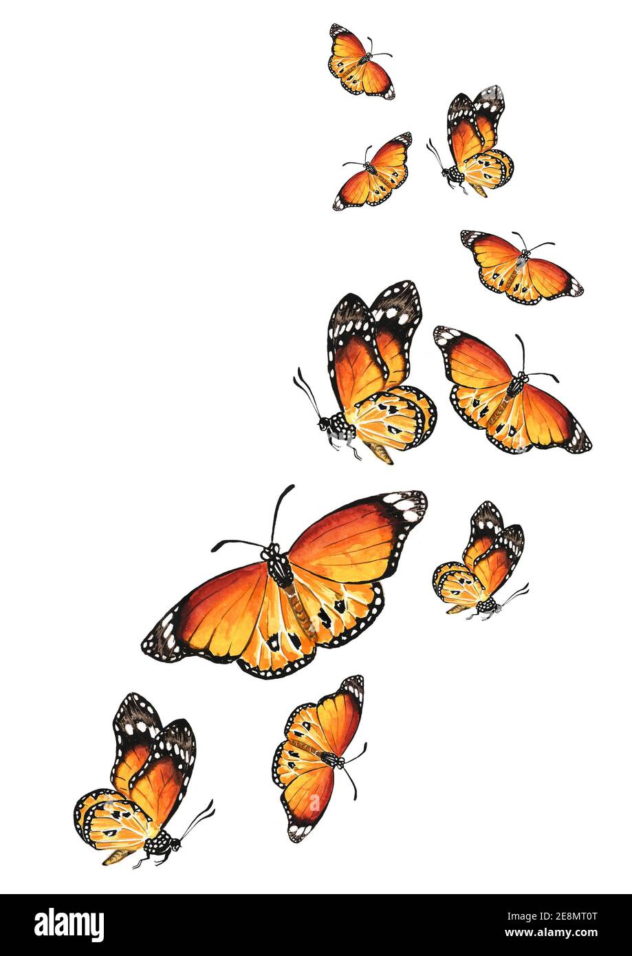 Mariposas voladoras. El concepto de liberación, libertad, avance, cambio.  Ilustración de acuarela dibujada a mano aislada sobre fondo blanco  Fotografía de stock - Alamy