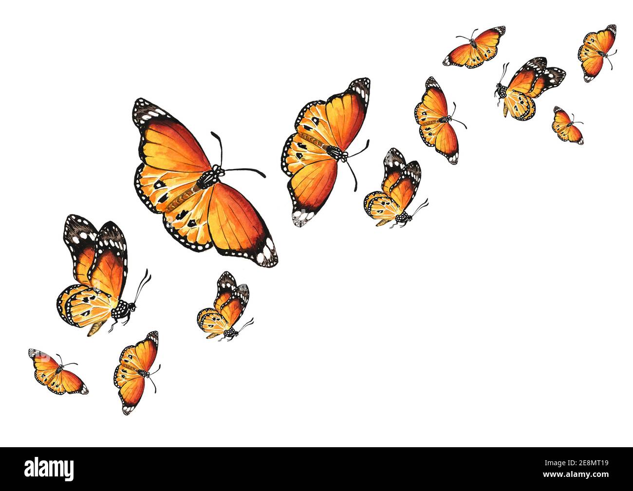 Mariposas voladoras. El concepto de liberación, libertad, avance, cambio.  Ilustración de acuarela dibujada a mano, aislada sobre fondo blanco  Fotografía de stock - Alamy