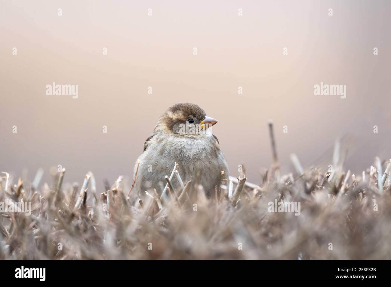 Casa Sparrow, Passer domesticus, de pie sobre un arbusto con un fondo borroso agradable Foto de stock