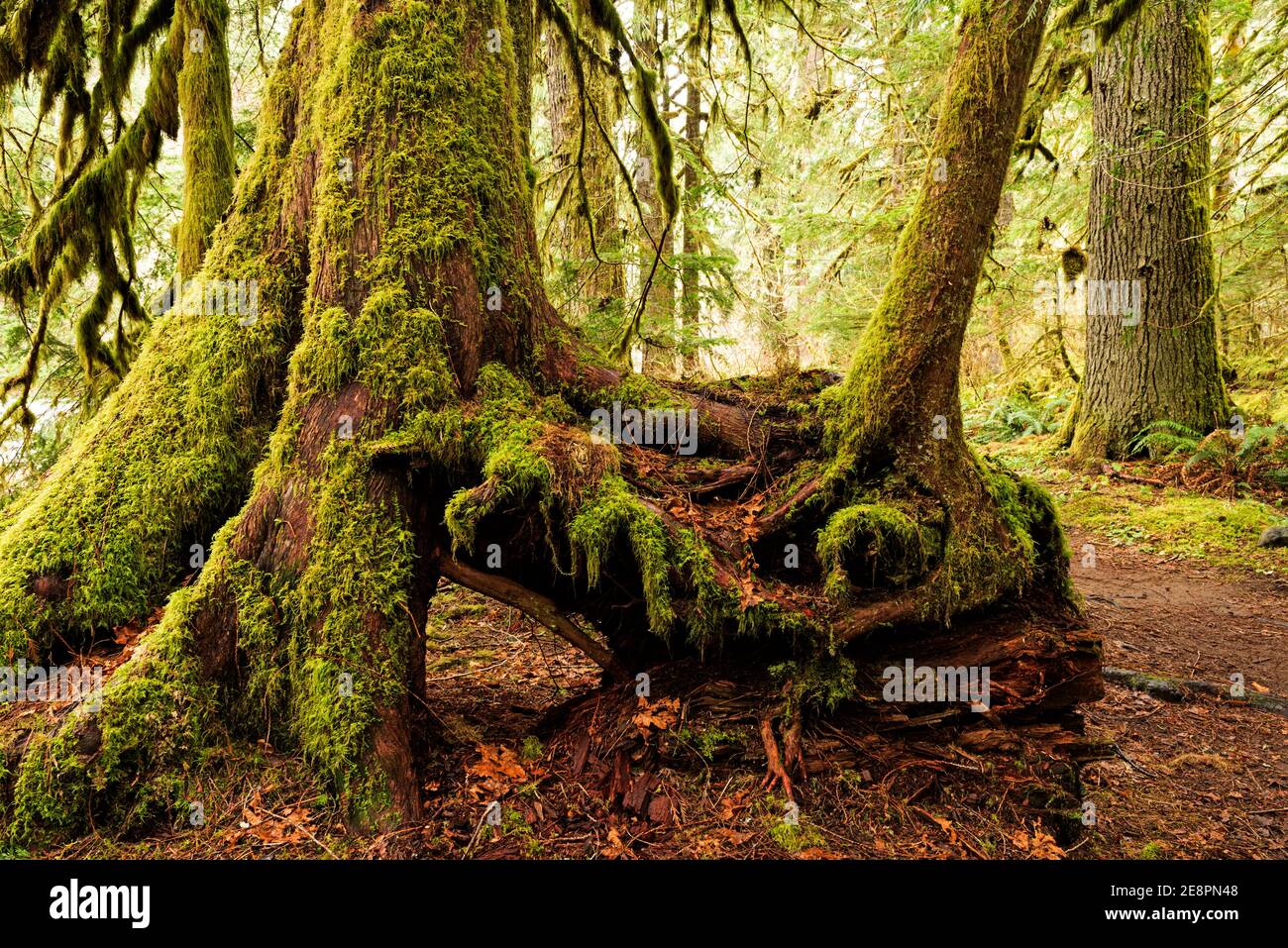 Esto es lo que queda de un tronco Nurese con árboles más viejos que crecen en el Salmon-Huckleberry Wilderness en Oregon. El área es una lluvia templada Foto de stock
