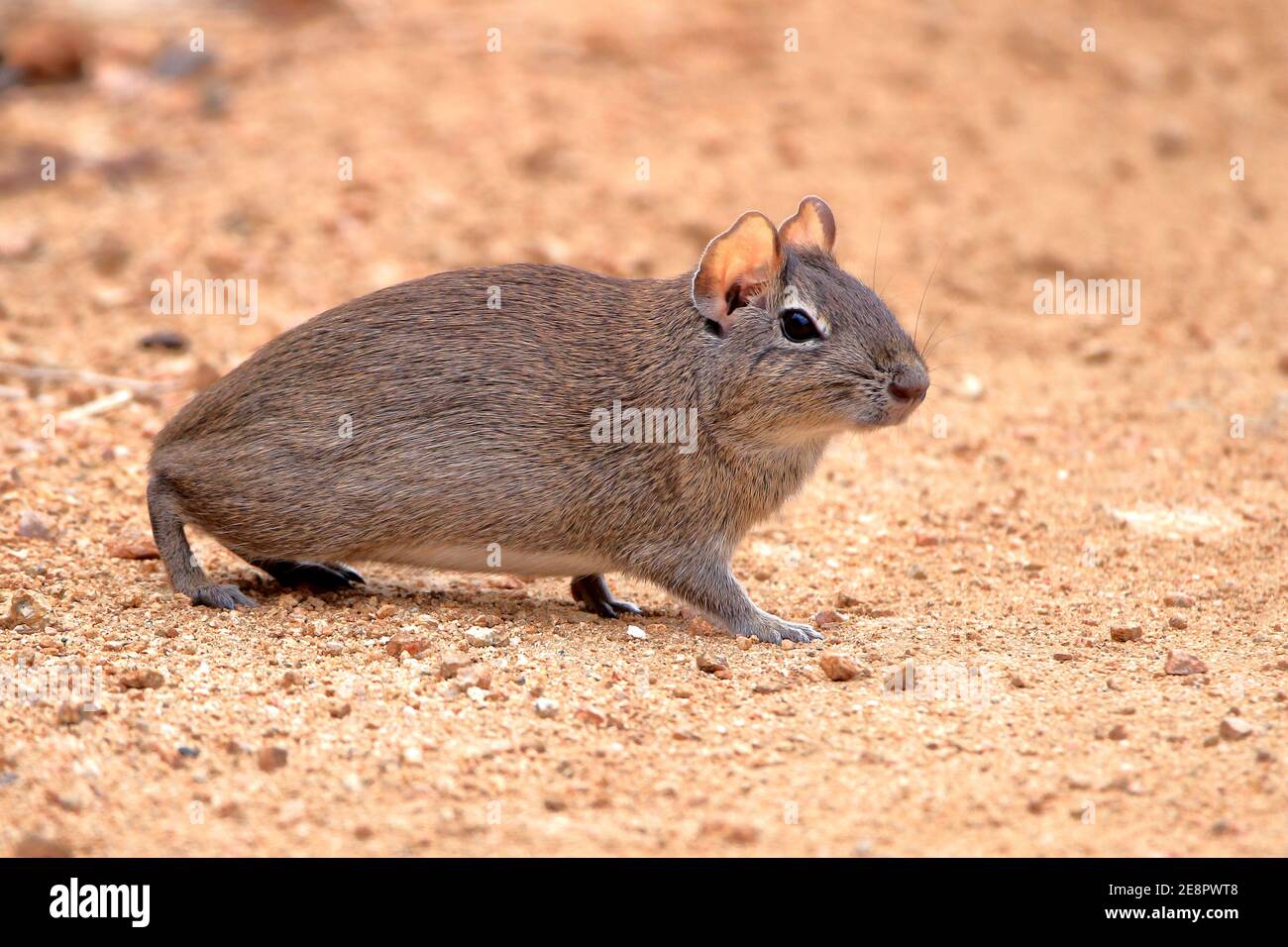 Conejillo De Indias Brasileno Fotos E Imagenes De Stock Alamy
