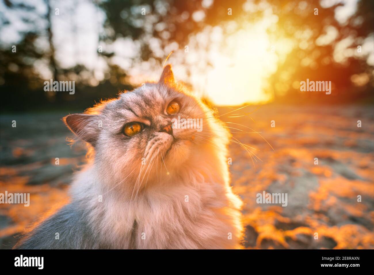 Hermoso gato de pelo largo gris purebred sentado fuera al atardecer Foto de stock